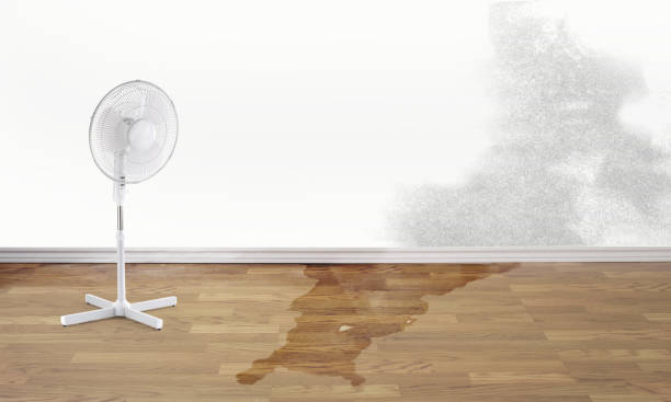 Best Ceiling water damage repair  in Harvey, LA