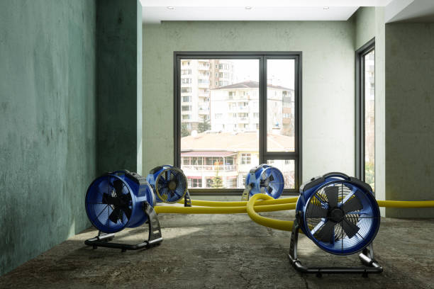 Best Professional water damage repair  in Harvey, LA